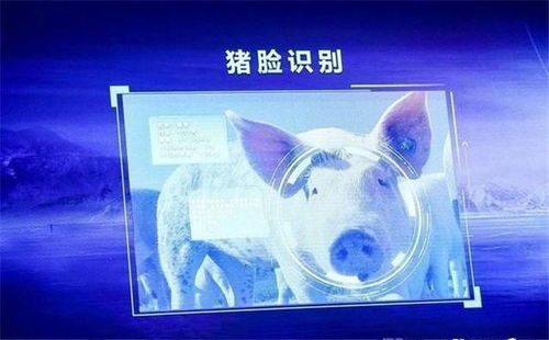 從馬云到劉強(qiáng)東 互聯(lián)網(wǎng)巨頭為何紛紛跨界“養(yǎng)豬”？